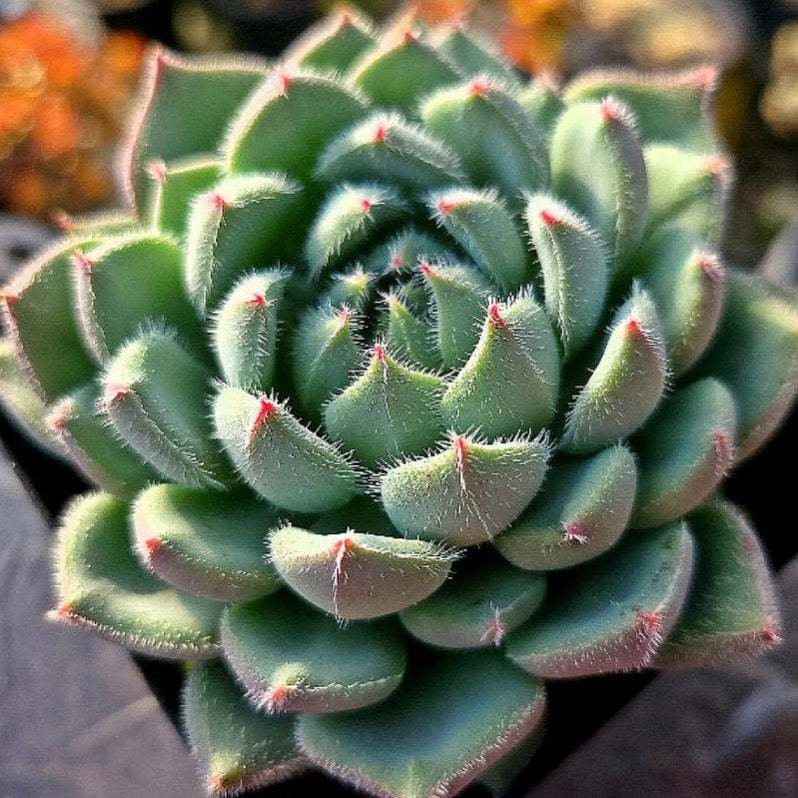 Echeveria Hamilton