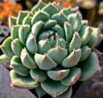 Echeveria Hamilton