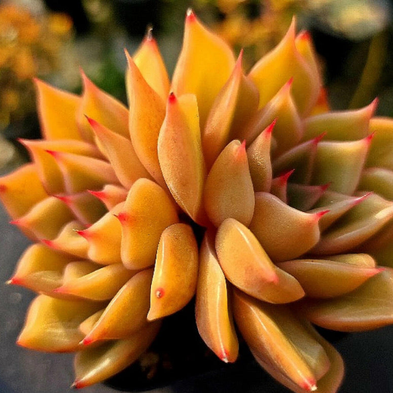 Echeveria Silonica