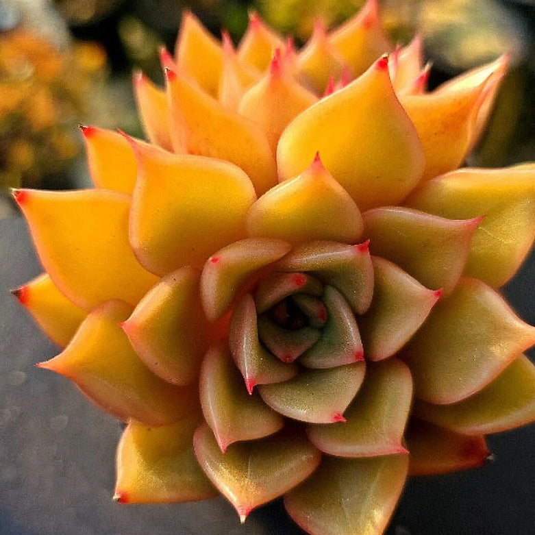 Echeveria Silonica