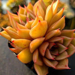 Echeveria Silonica