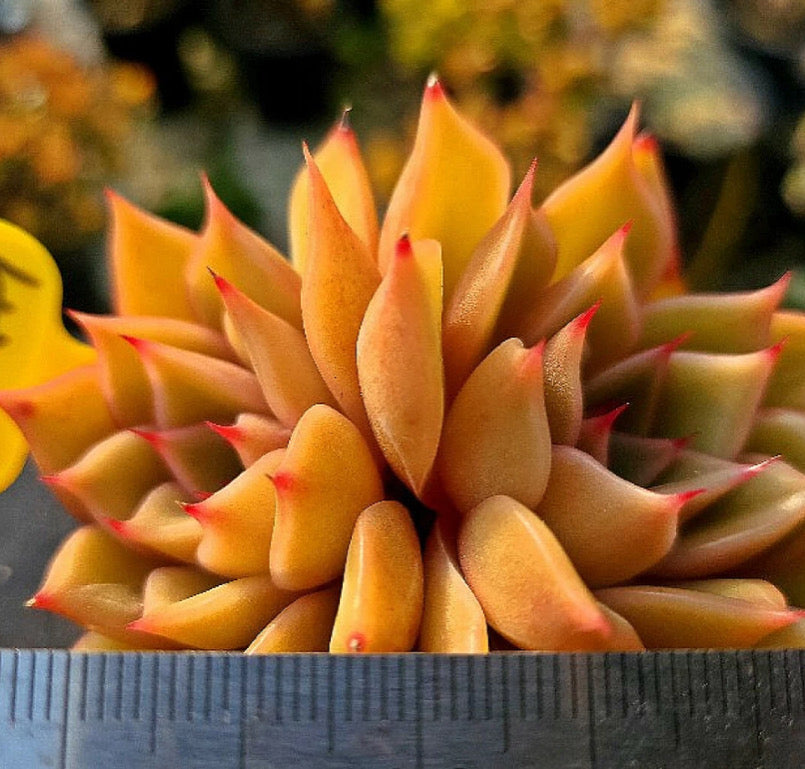 Echeveria Silonica