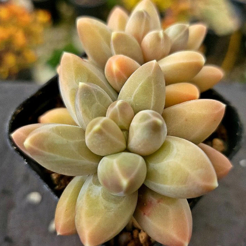 Pachyphytum Icarus