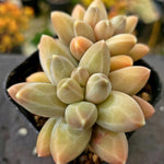 Pachyphytum Icarus