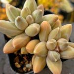 Pachyphytum Icarus