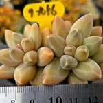 Pachyphytum Icarus