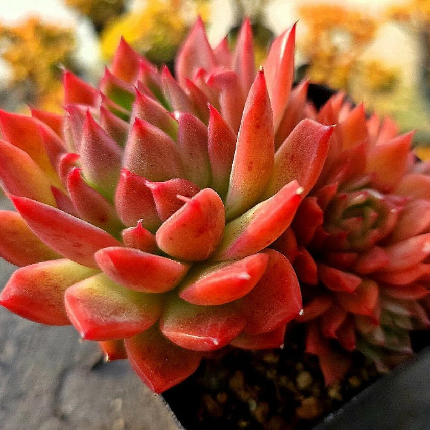 Echeveria Angel Star