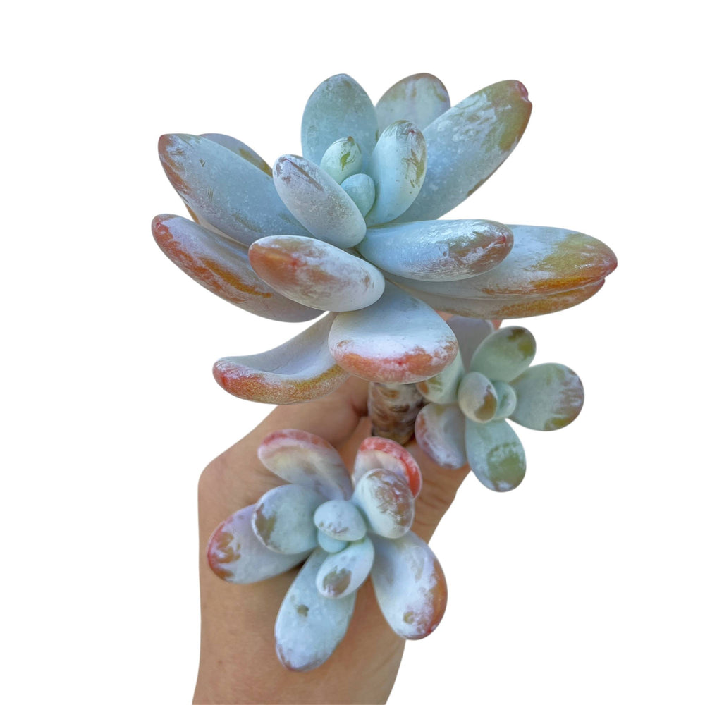 Pachyphytum Cuicatecanum