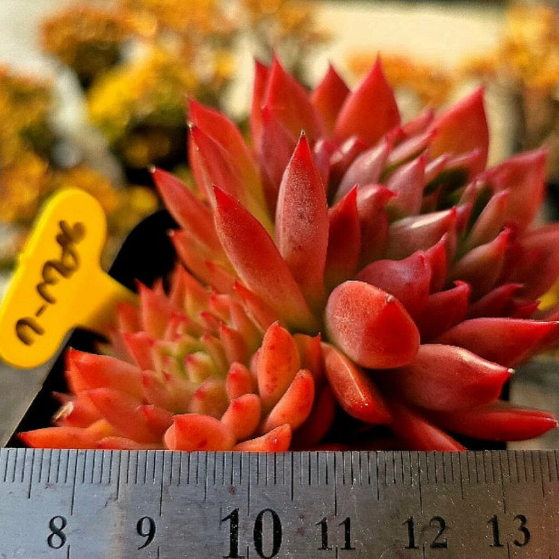 Echeveria Angel Star