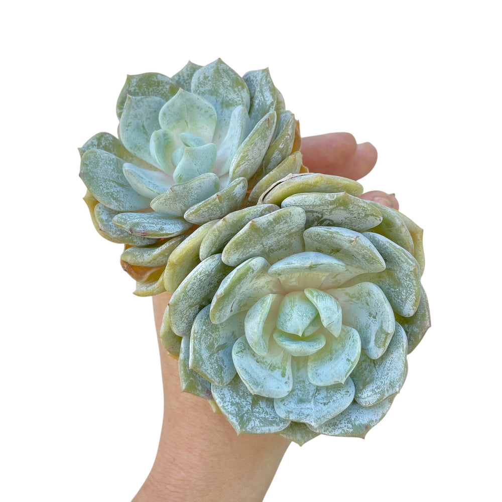 Echeveria Snow Shower, Double