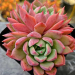 Echeveria Apple Pie