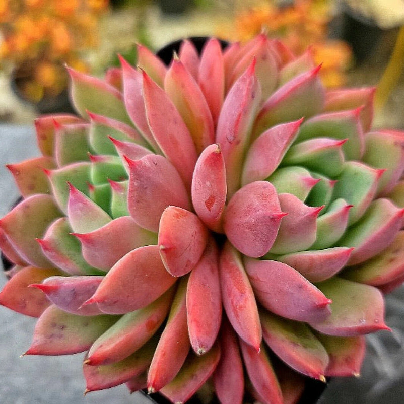 Echeveria Apple Pie