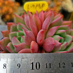 Echeveria Apple Pie