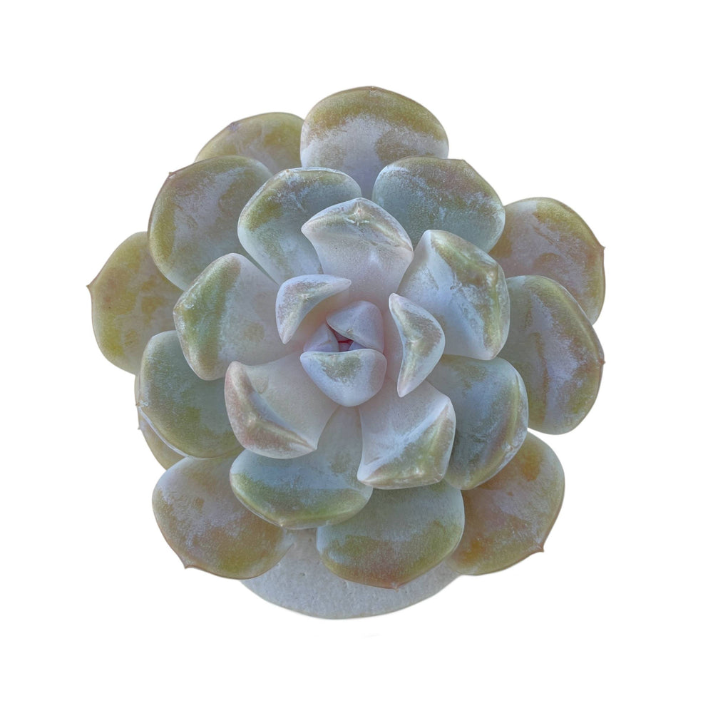 Echeveria Tynie Berger