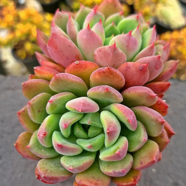 Echeveria Apple Pie