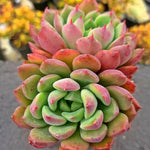 Echeveria Apple Pie