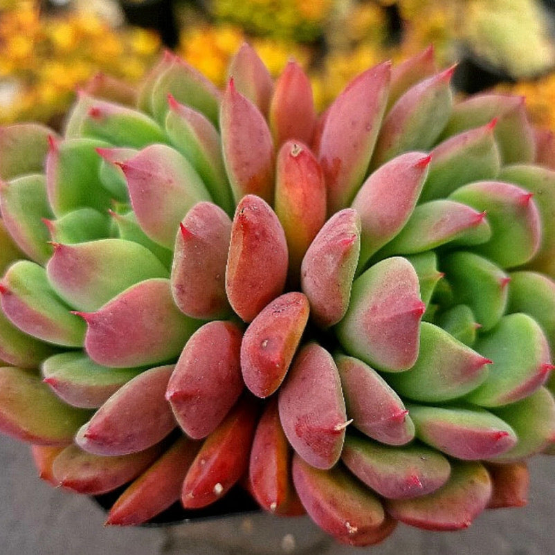 Echeveria Apple Pie