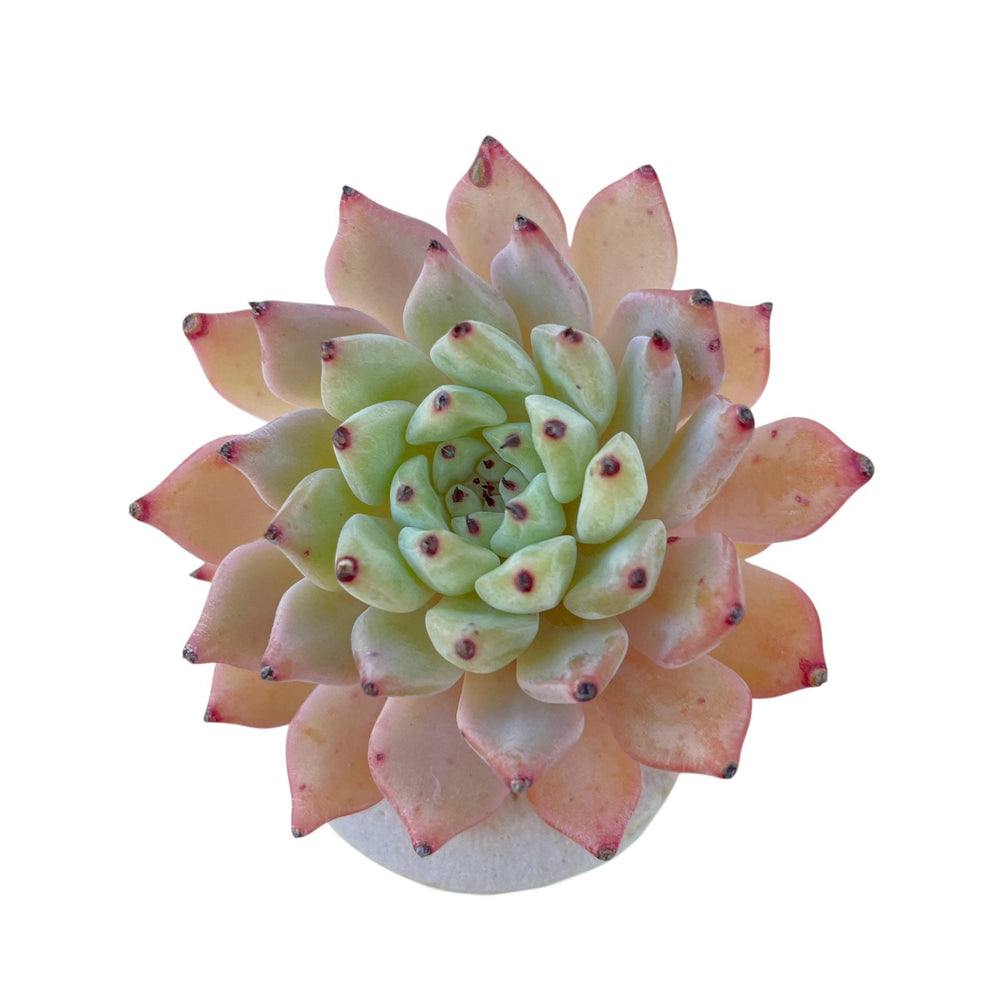 Echeveria Zaragosa