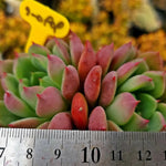 Echeveria Apple Pie