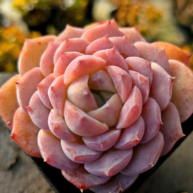 Echeveria Amazing Grace