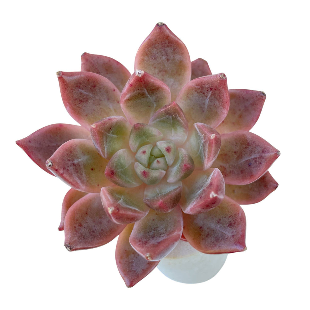 Echeveria Bonifica