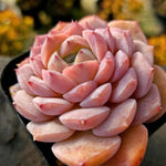 Echeveria Amazing Grace