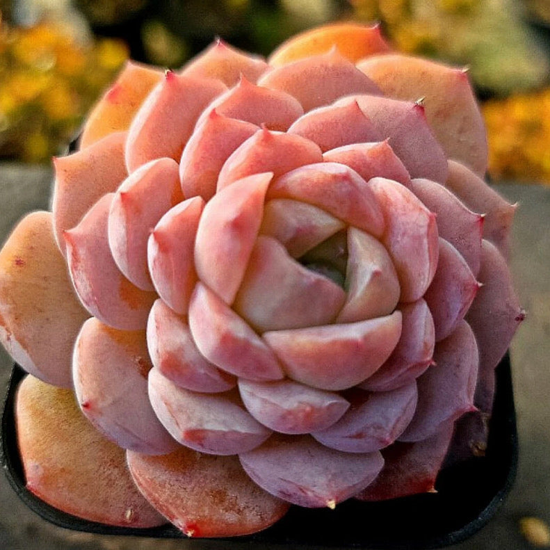 Echeveria Amazing Grace