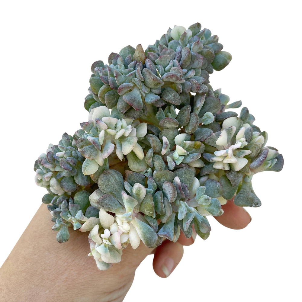 Echeveria Frosty, Variegated Crest