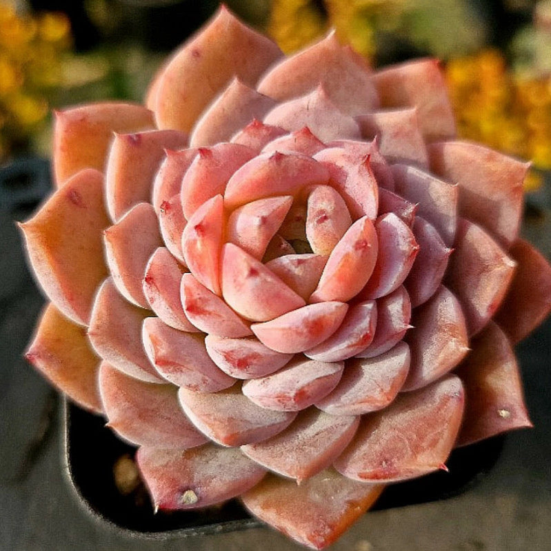 Echeveria Amazing Grace