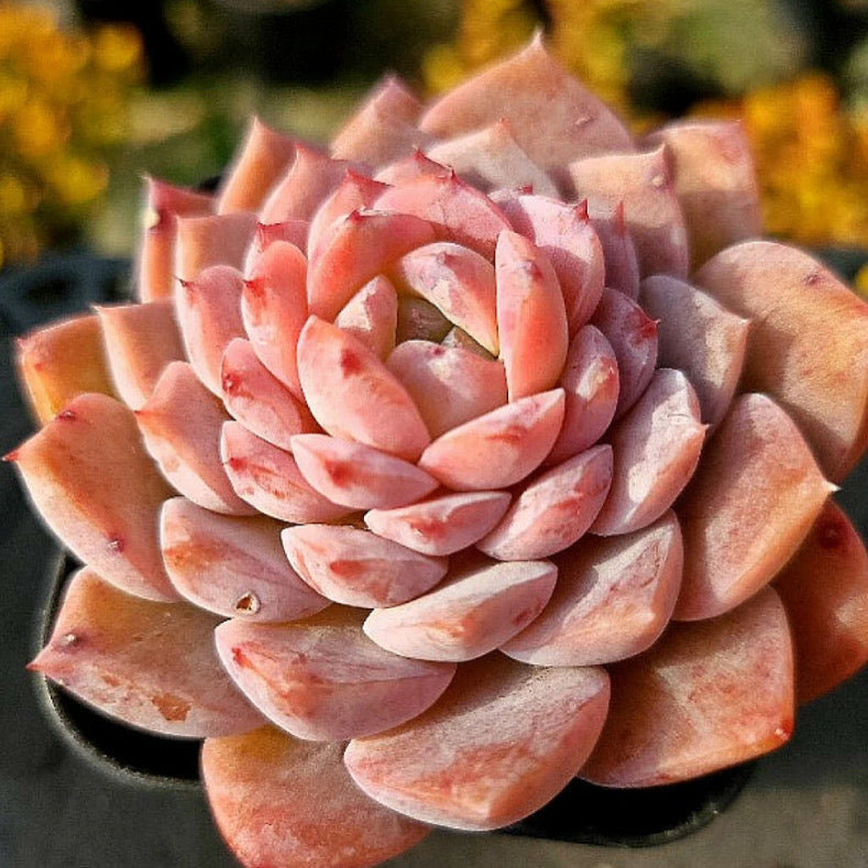 Echeveria Amazing Grace