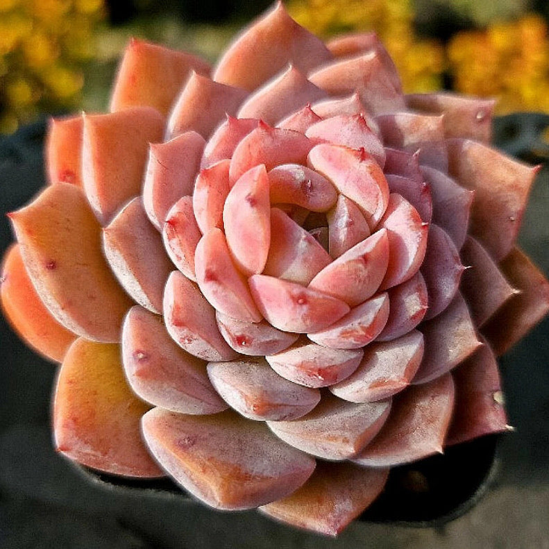 Echeveria Amazing Grace