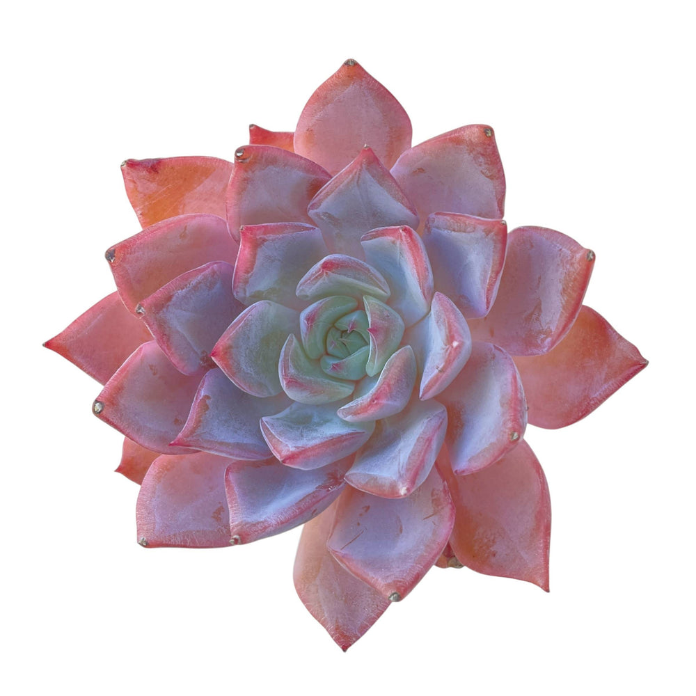 Echeveria Forte B