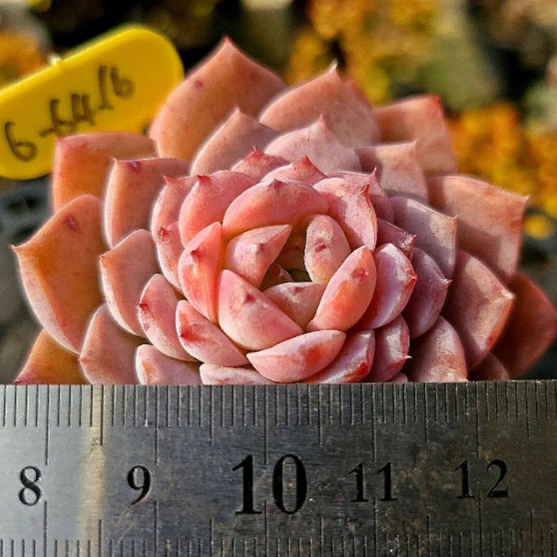 Echeveria Amazing Grace