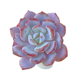 Echeveria Icy Purple