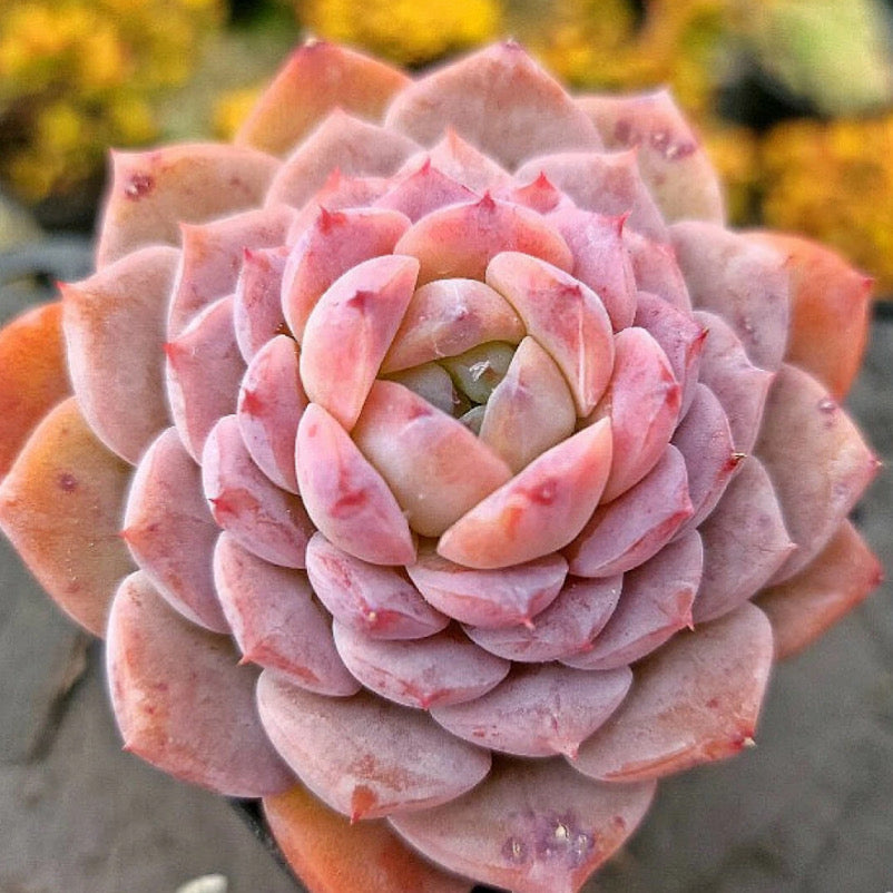 Echeveria Amazing Grace