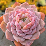 Echeveria Amazing Grace