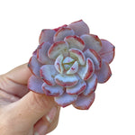 Echeveria Icy Purple