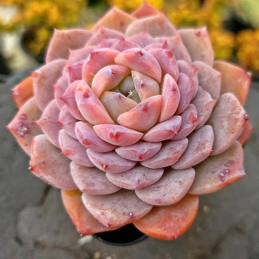 Echeveria Amazing Grace