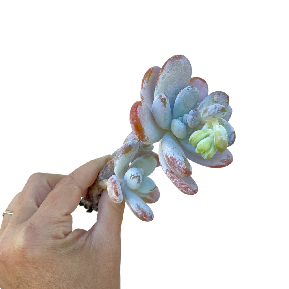 Pachyphytum Cuicatecanum