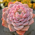 Echeveria Amazing Grace