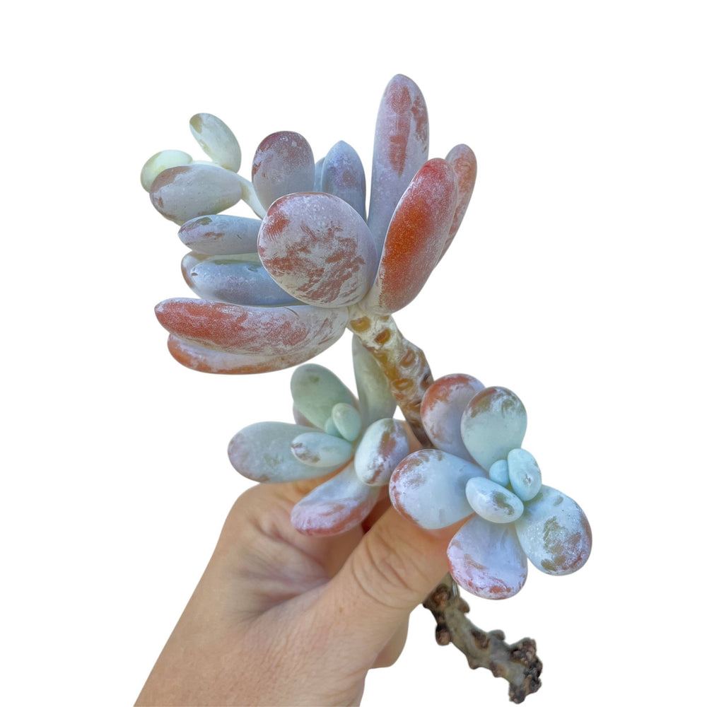 Pachyphytum Cuicatecanum