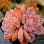 Echeveria Amazing Grace