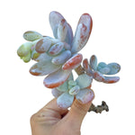 Pachyphytum Cuicatecanum