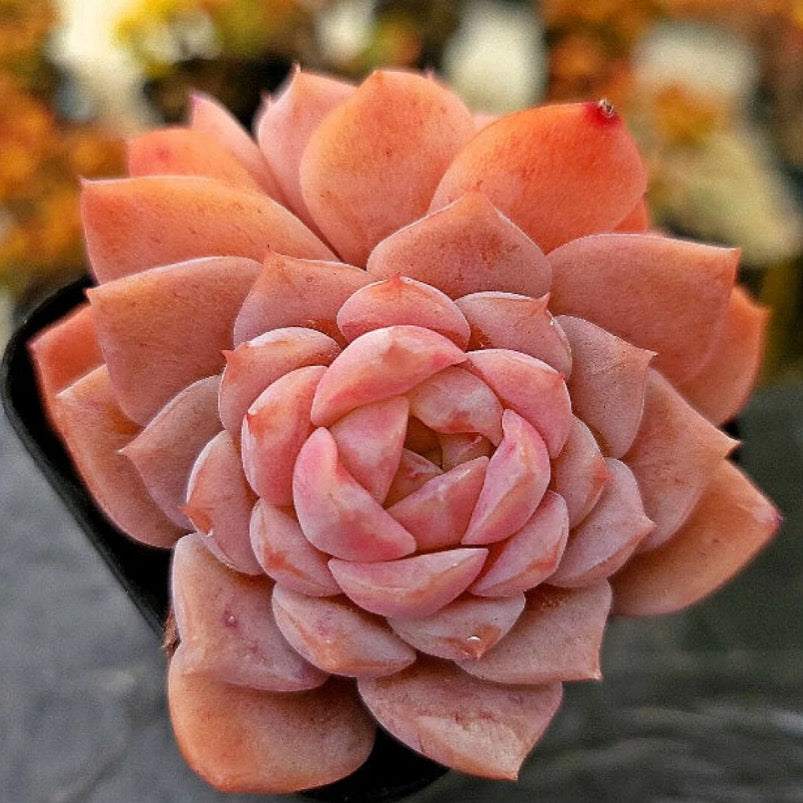 Echeveria Amazing Grace