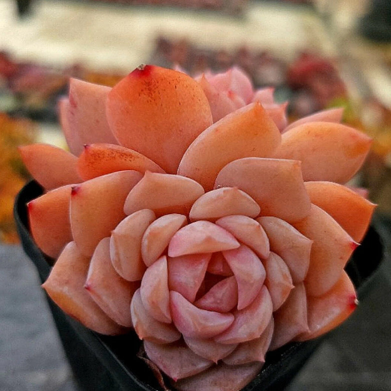 Echeveria Amazing Grace