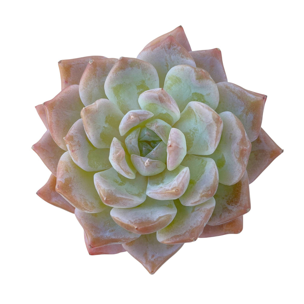 Echeveria Amazing Grace