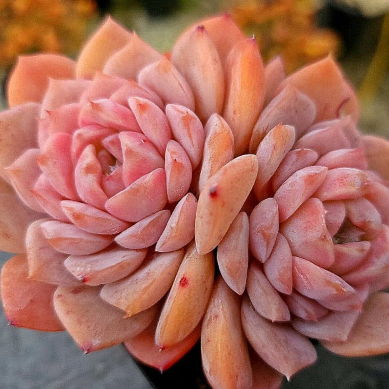 Echeveria Amazing Grace