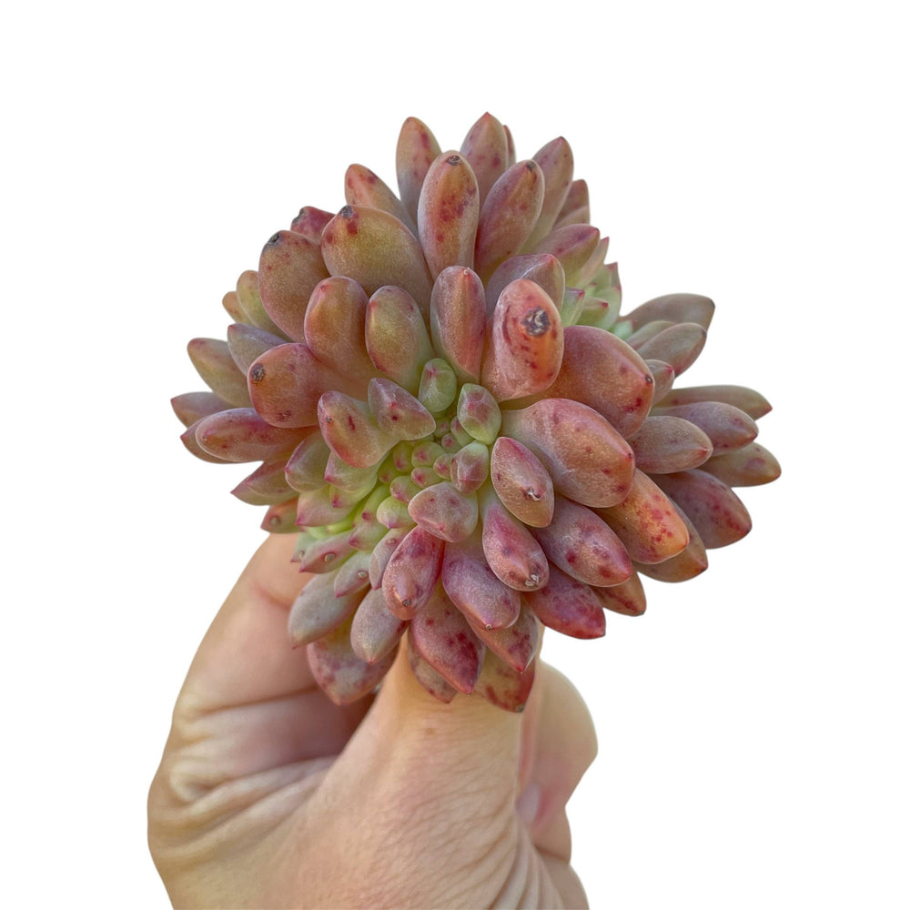 Echeveria Ariel Cristata