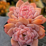 Echeveria Amazing Grace