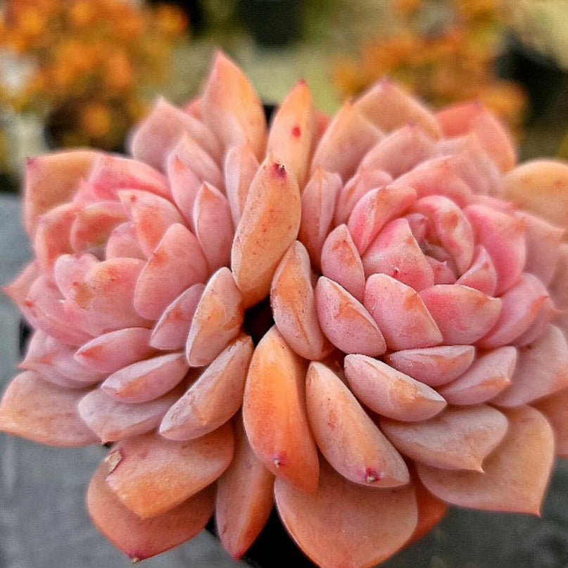 Echeveria Amazing Grace